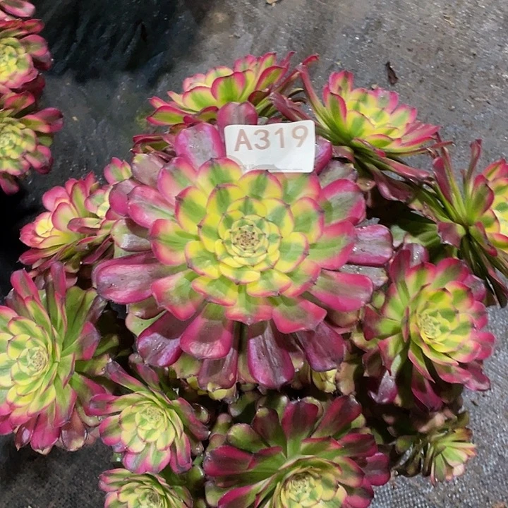 l****仔维纳斯多肉法师。   319