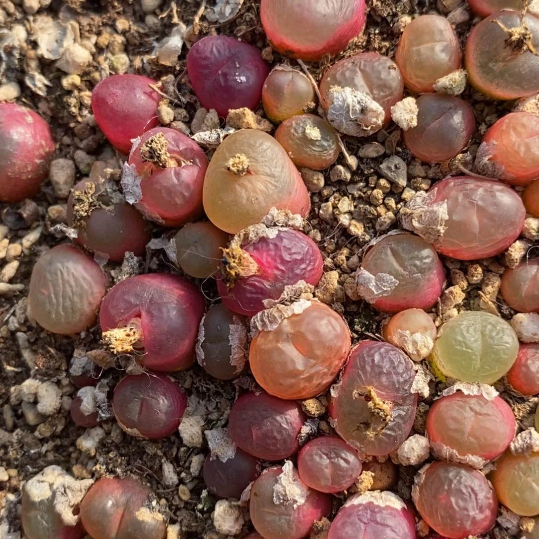 冰魄杂吕红1颗一颗