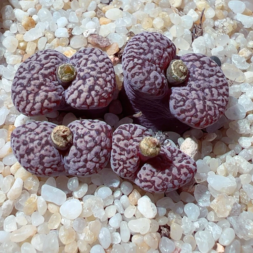 1111-349多肉多肉鸟哈尼