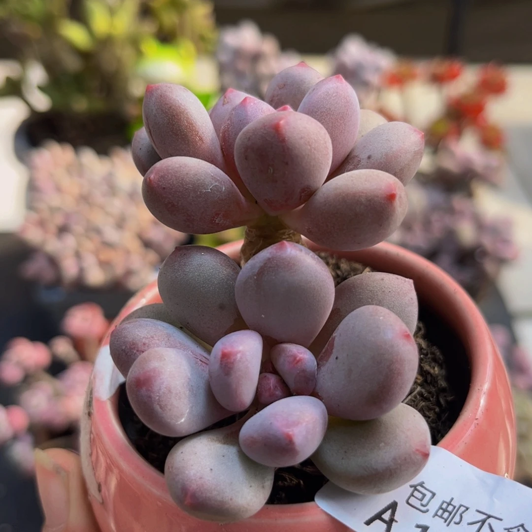 500/5cm仙子奶多肉