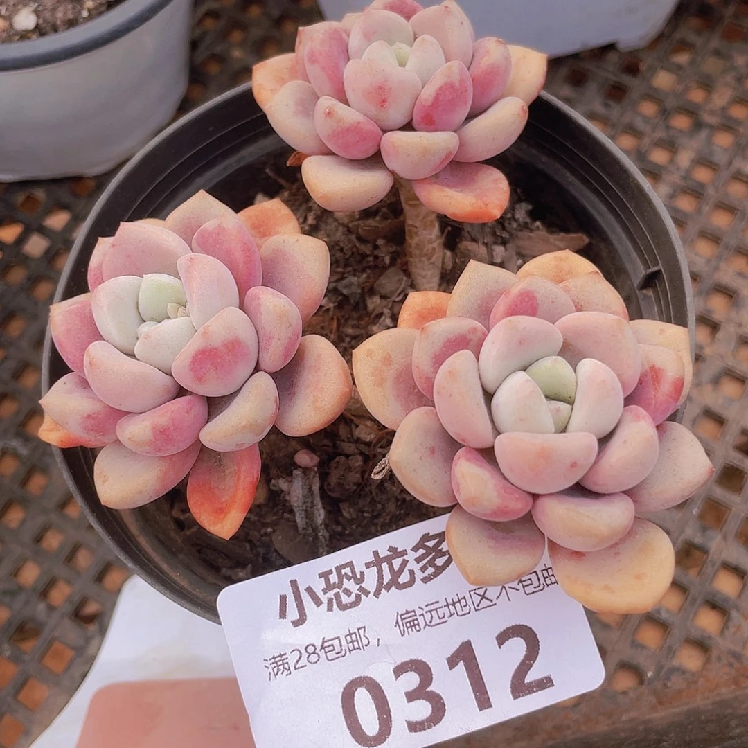 0312花瓣露，啊分享