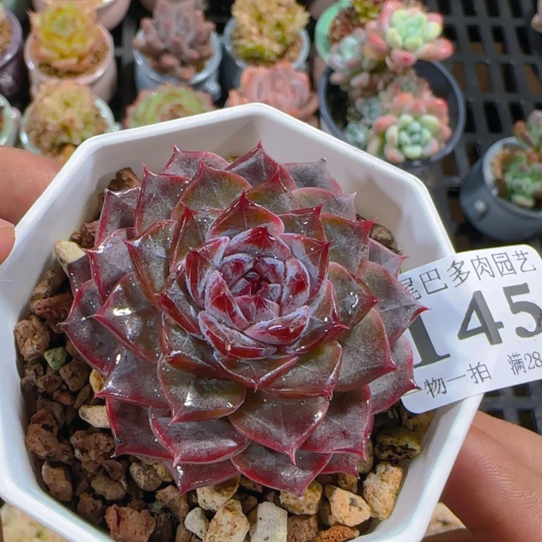 AW小尾巴5CM迷你拇指盆栽精控多肉145