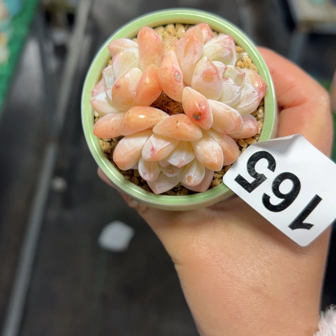 是***啦165 一物一拍多肉植物组合盆栽