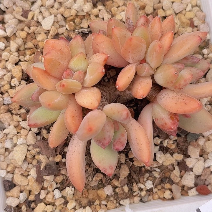 美人杂2116多肉植物