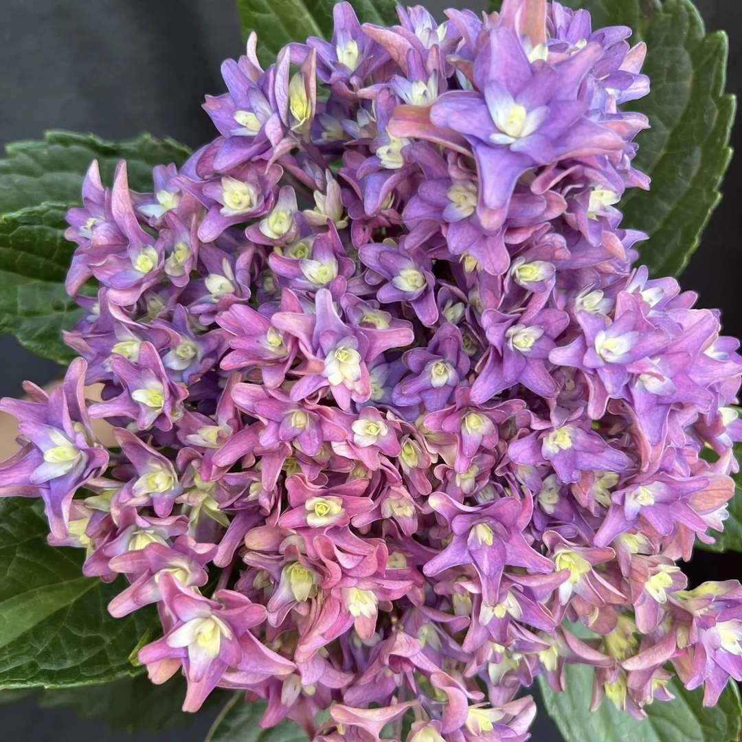 许愿星绣球花盆栽花卉庭院阳台新手易养护喜水植物