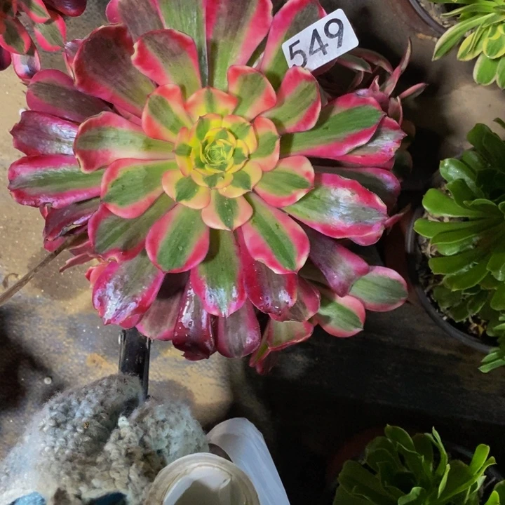 Ö****549 美杜莎带主头的