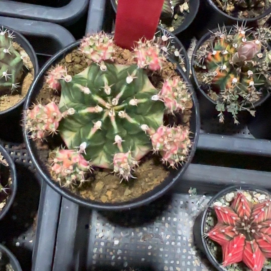 211-1009泰国发货多肉