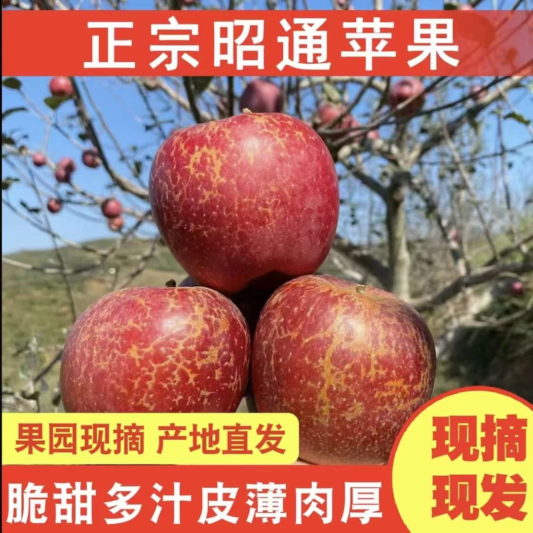 【柔柔专属】丑苹果好吃新鲜脆甜水果糖心苹果基地直发