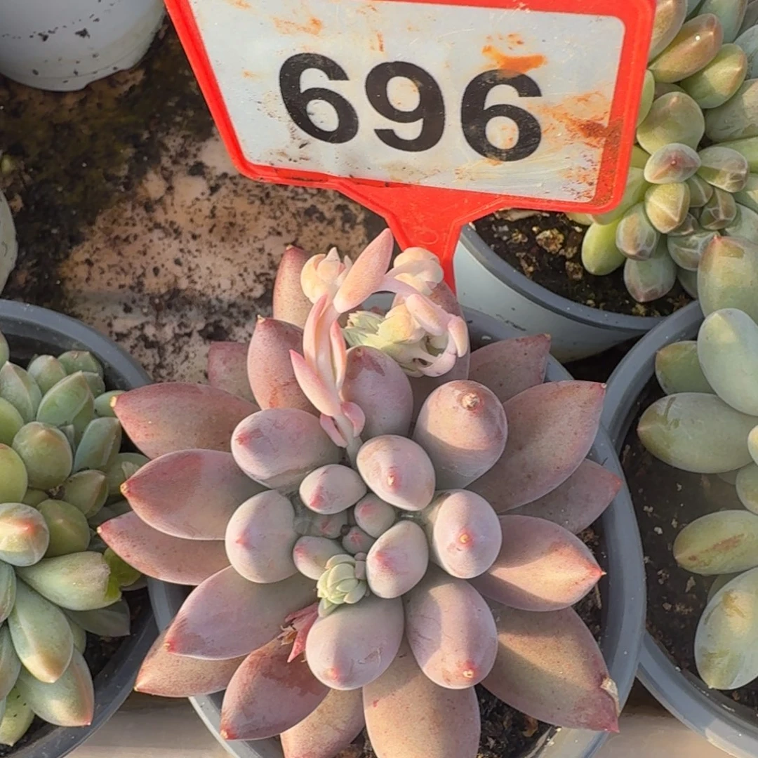 多肉植物所罗门696