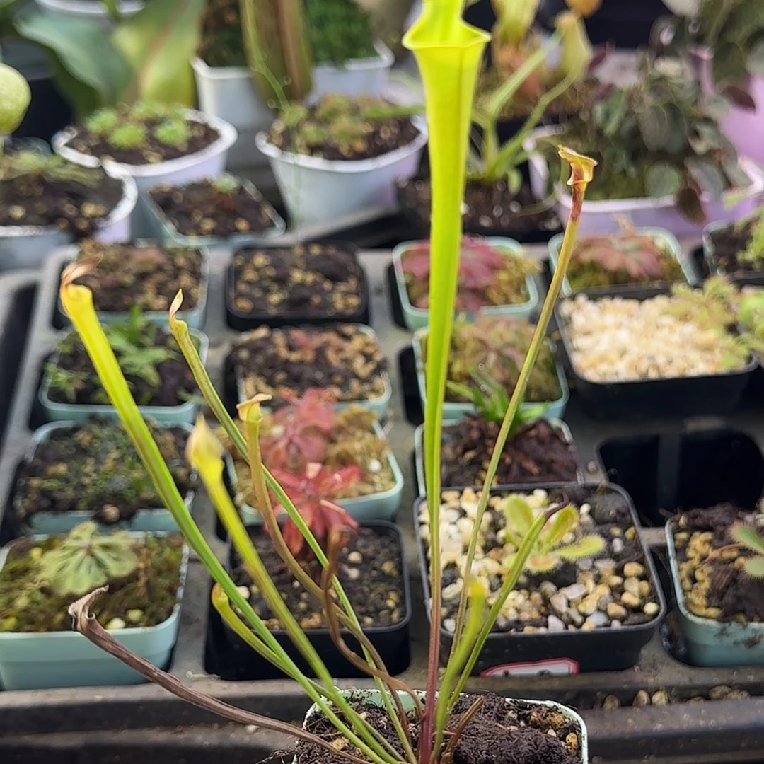 社***哥无花朵小太阳瓶子草