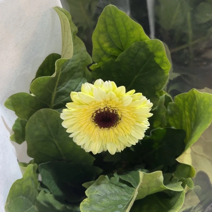 原盆原土一加仑非洲菊白马王子