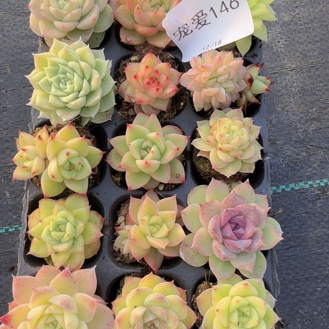 如***令直播福利一物一拍146