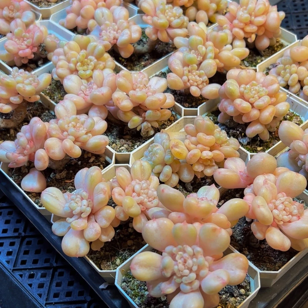 695量拍4颗发货啦
