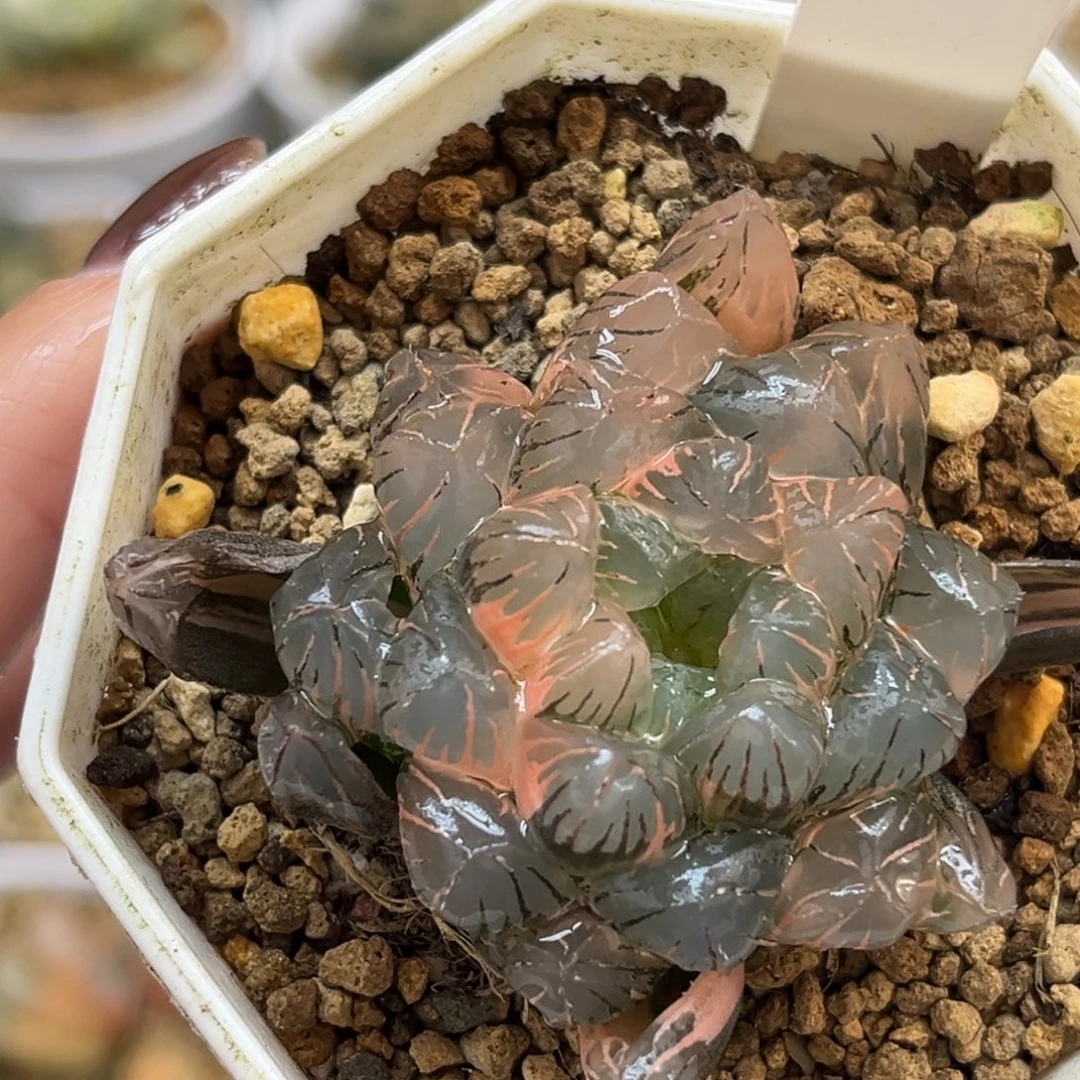 78冰灯玉露锦福利专场