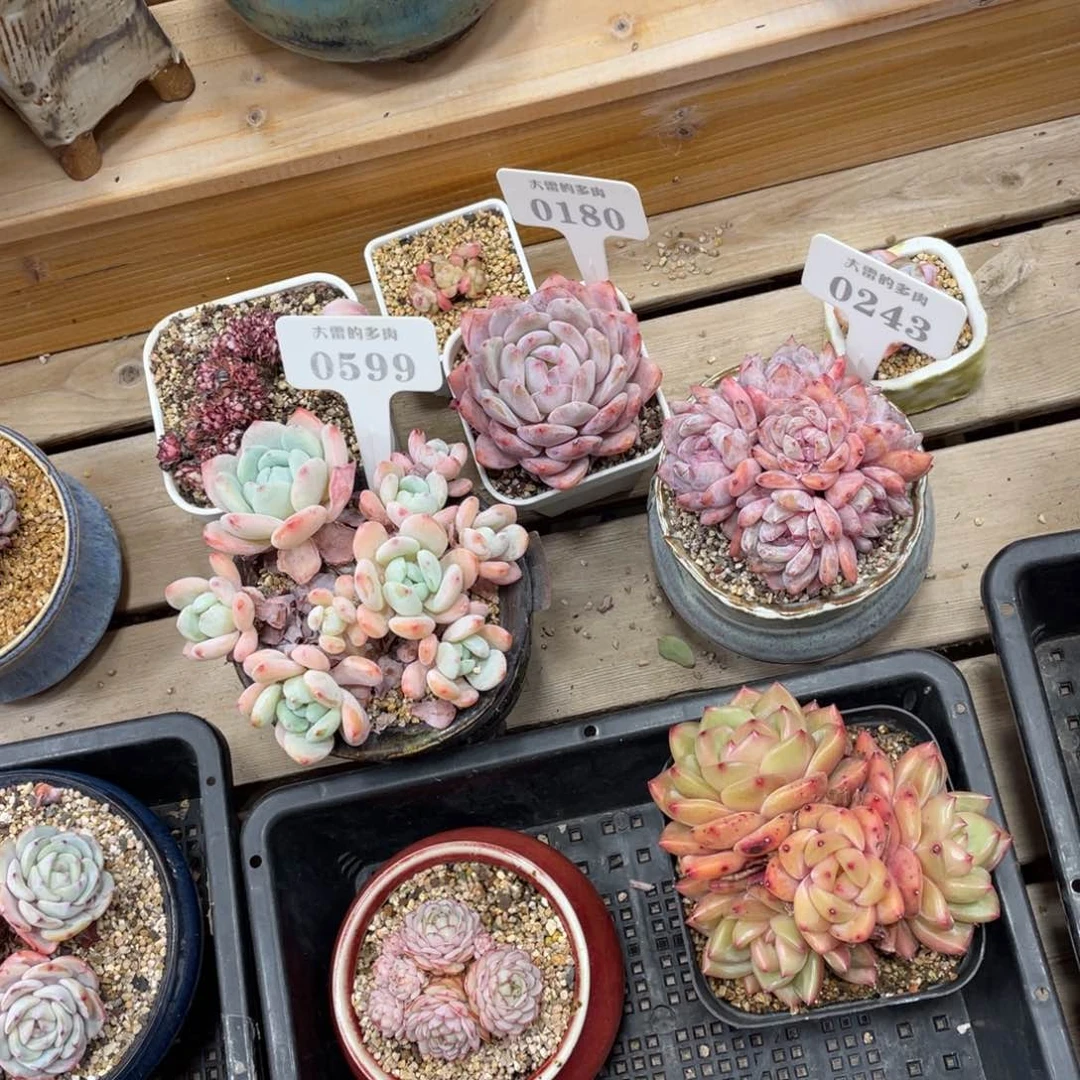 念*念059901800243三颗