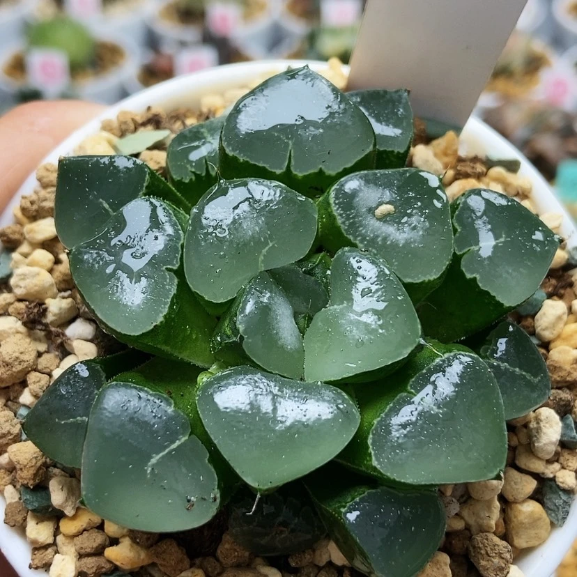 【闪购商品】姬翠76