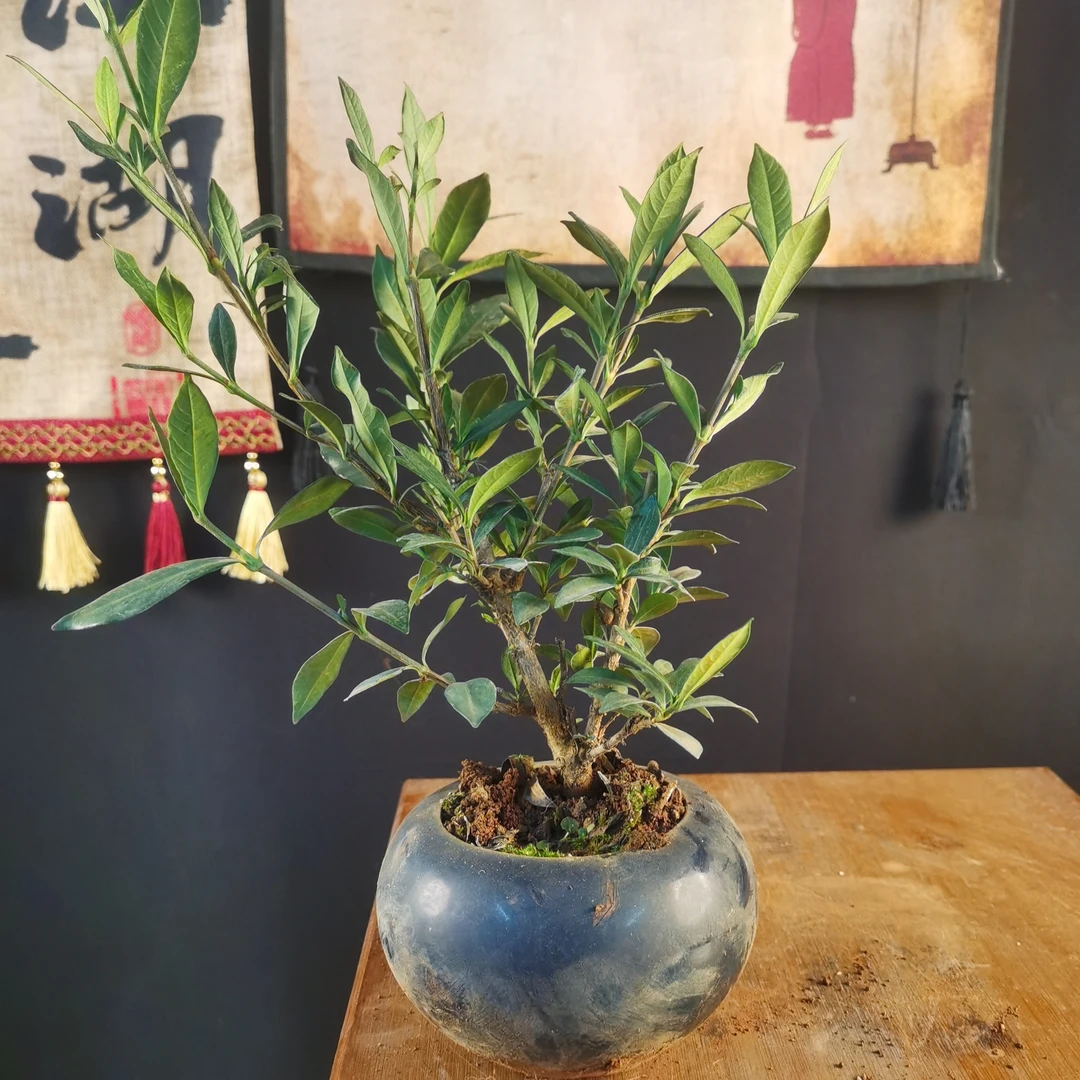 瓷盆青玉重瓣栀子花