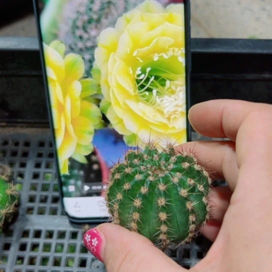 下17彩草绿帽子歪无根侧芽3 一4公分左右20包邮