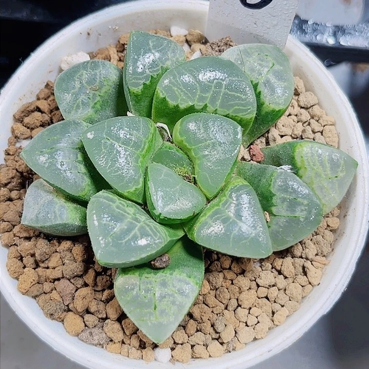 祥云克多肉植物6666