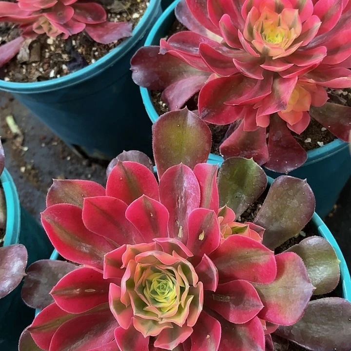 多肉植物香妃捧花10元两颗量拍