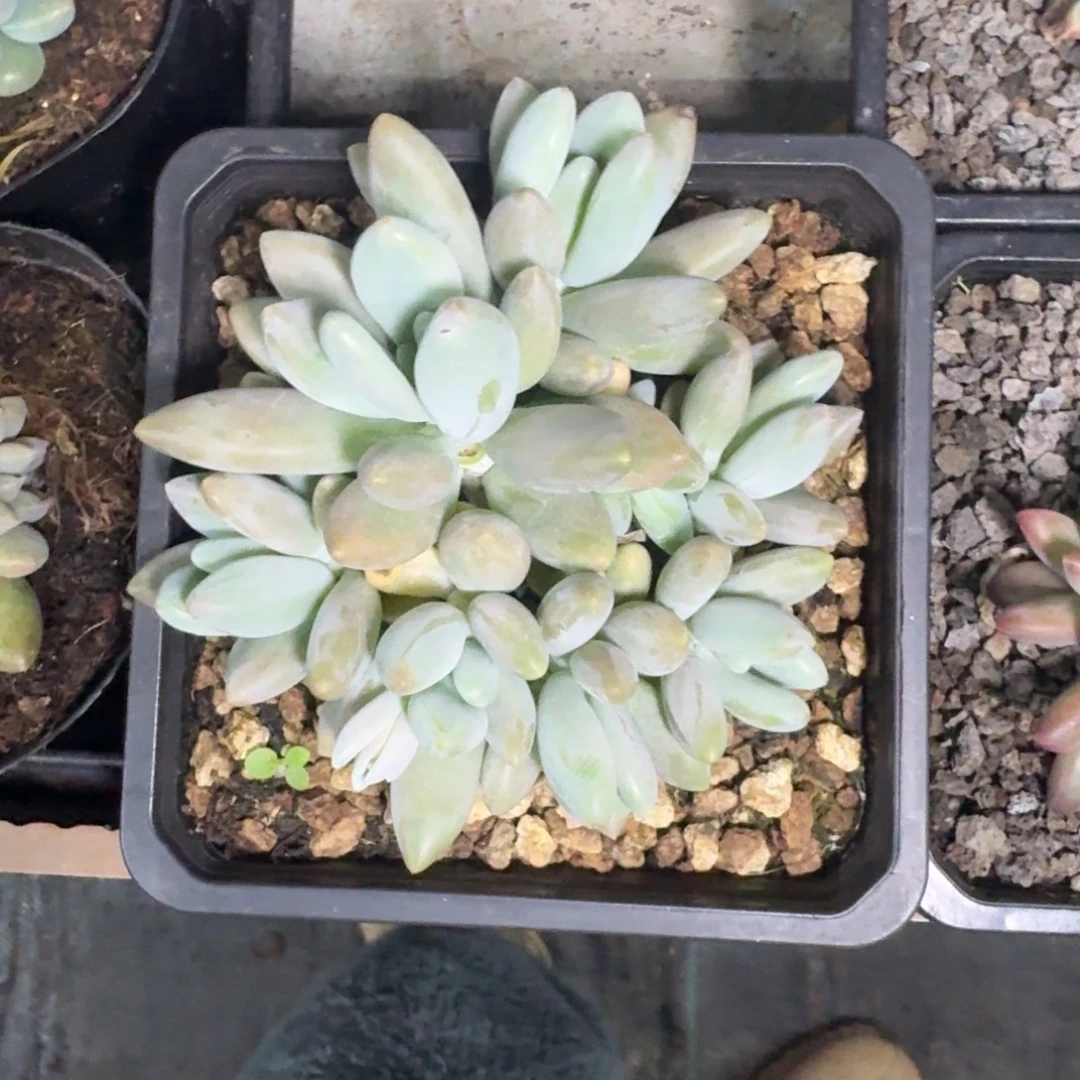 白兰地 群生 一物一拍