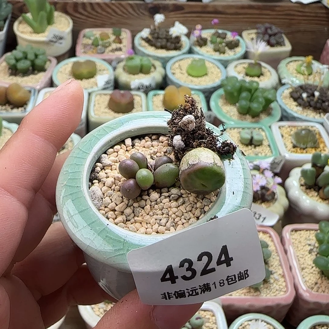 田***儿4324--一物一拍带盆