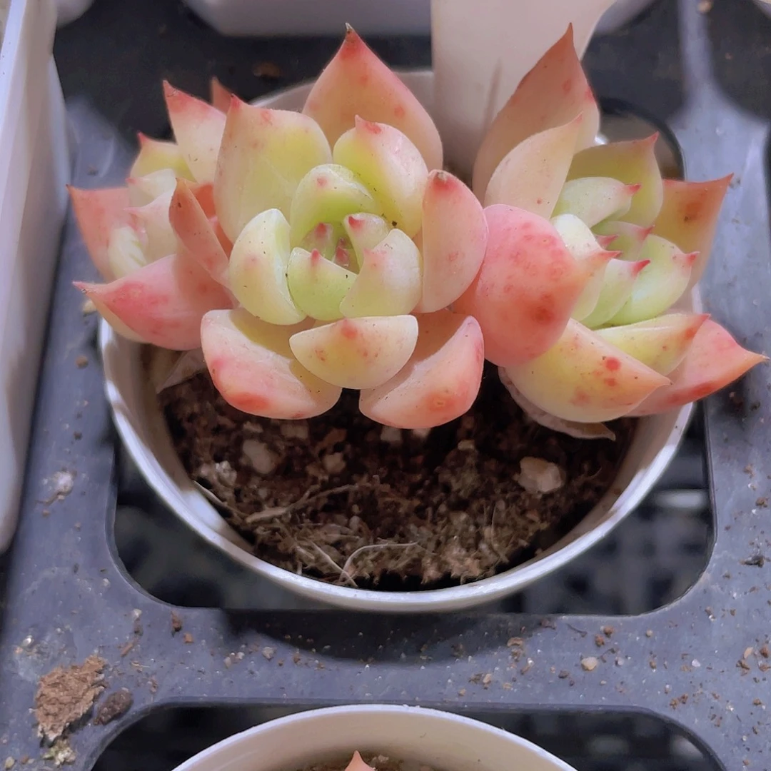 血斑蓝眼睛w044一物一拍