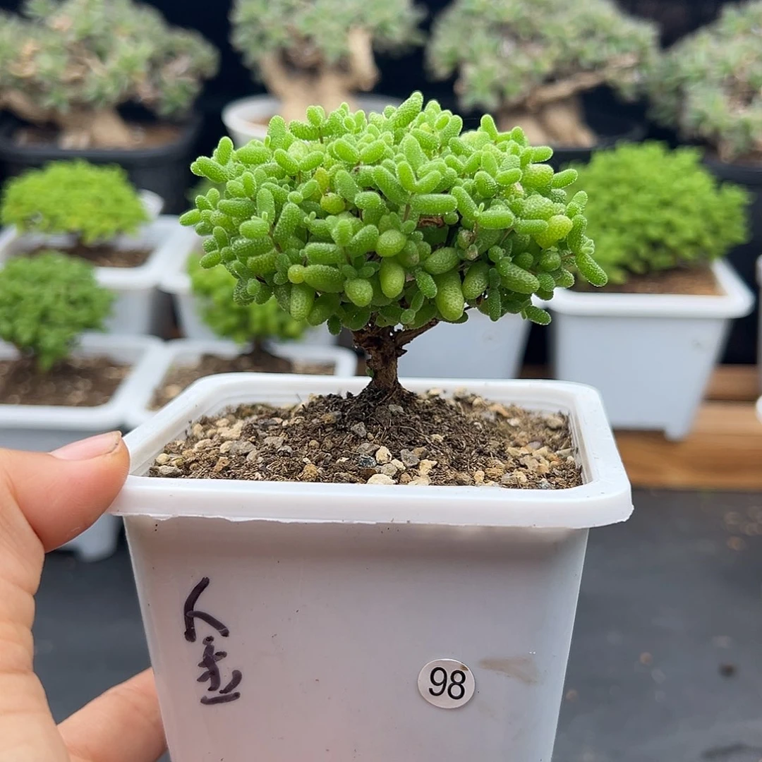 98号金桔糖球6.23多肉