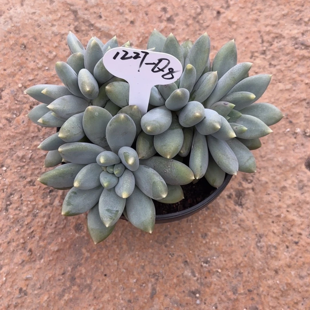 *****Q8寄养阿啊阿啊阿啊阿啊