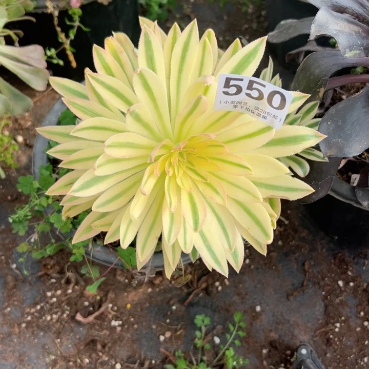 550多肉植物夕颜