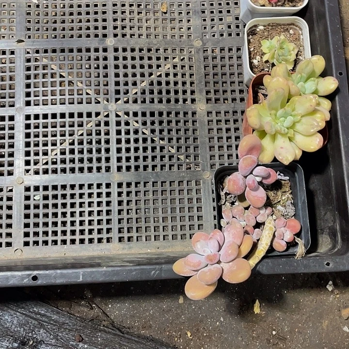 小****66号筐带盆土发货