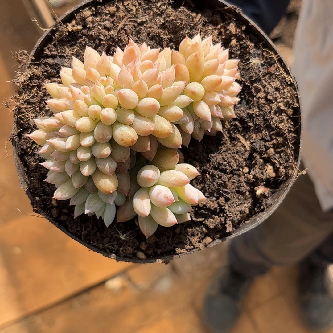 寄养链接的肉肉的