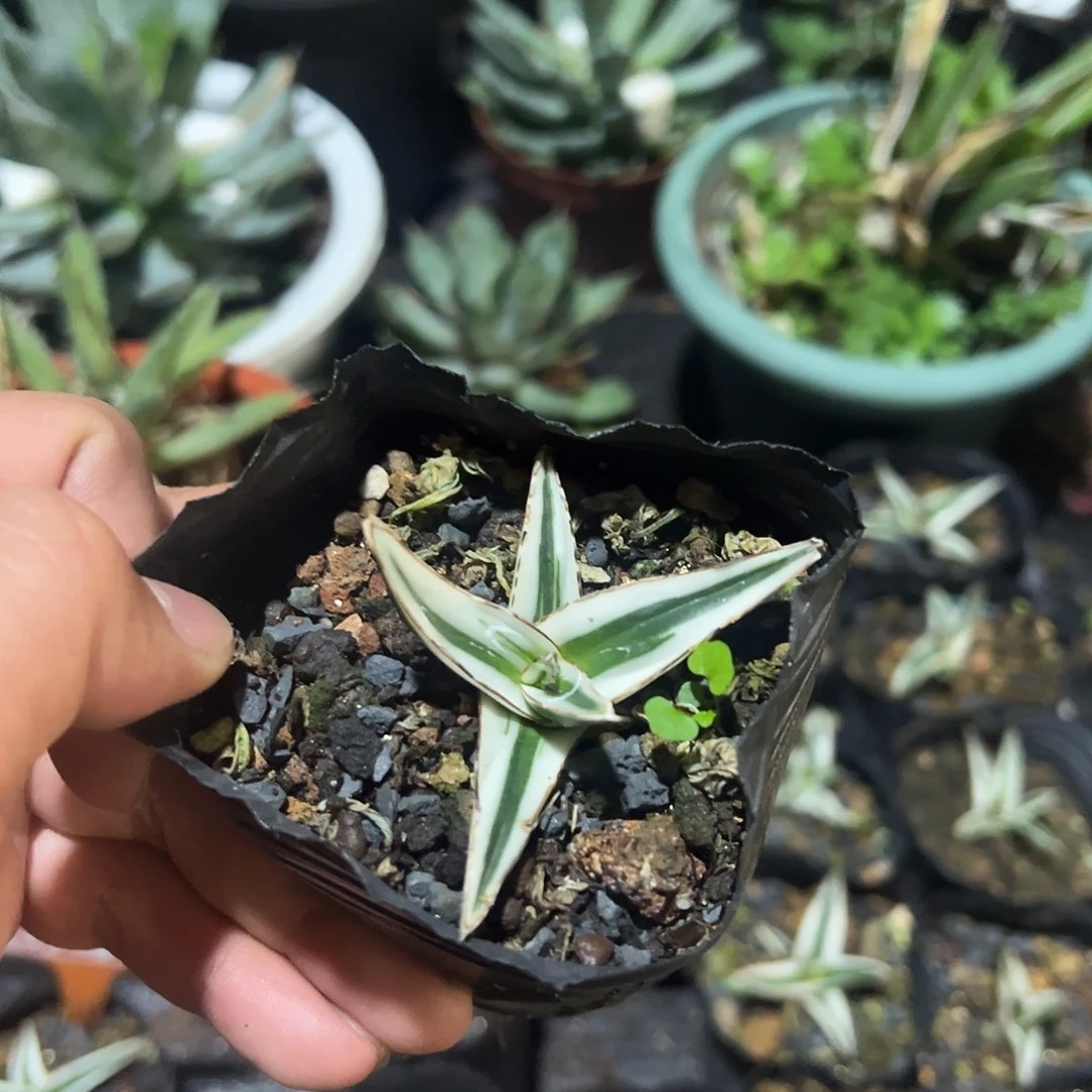 冰山龙舌兰非组培2.2