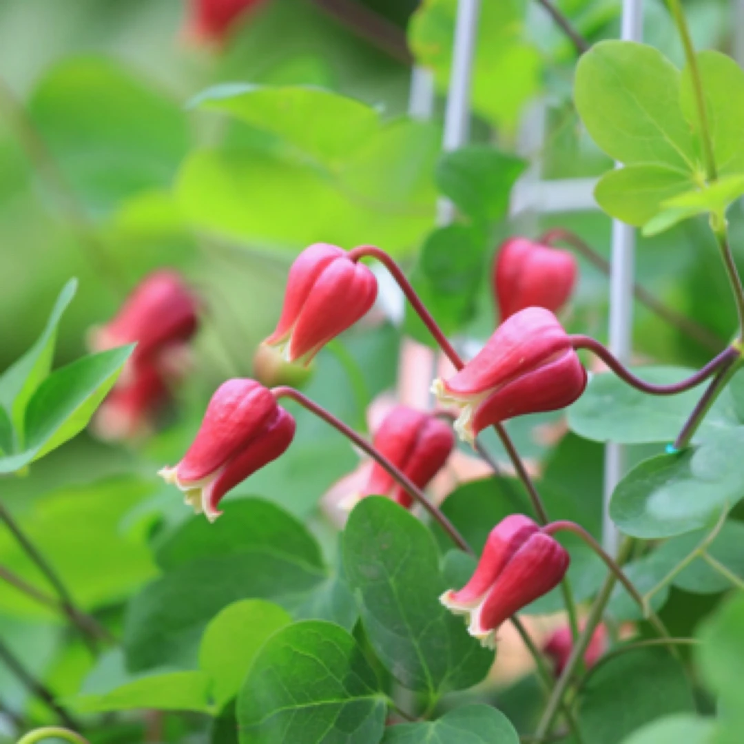 起初园艺铃铛铁（天使首饰）线莲庭院花卉耐寒耐热攀爬植物阳台盆栽