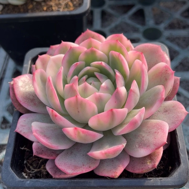 粉水晶锦一物一拍锦龙