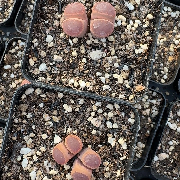 *****老马生石花ko123，