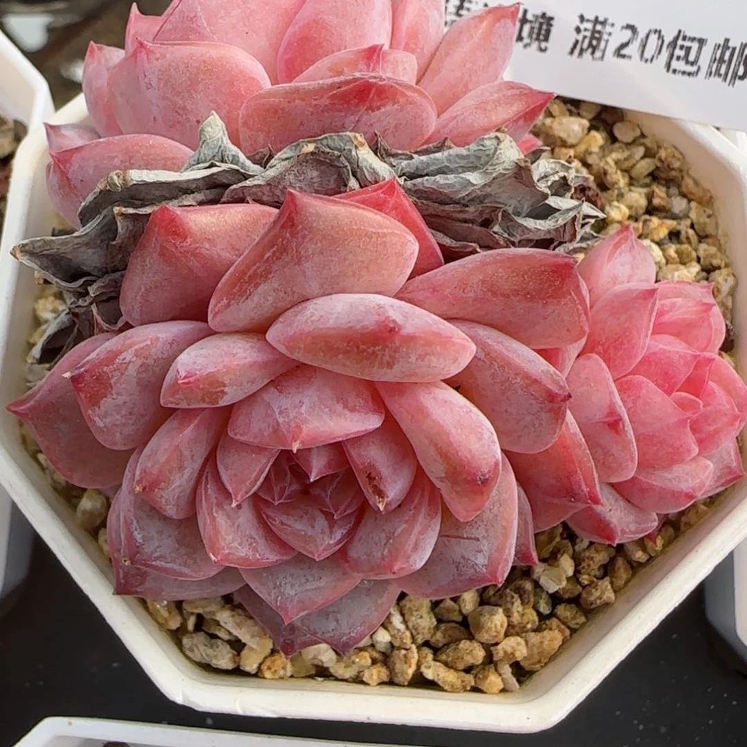 小**.花语逸境0209-713