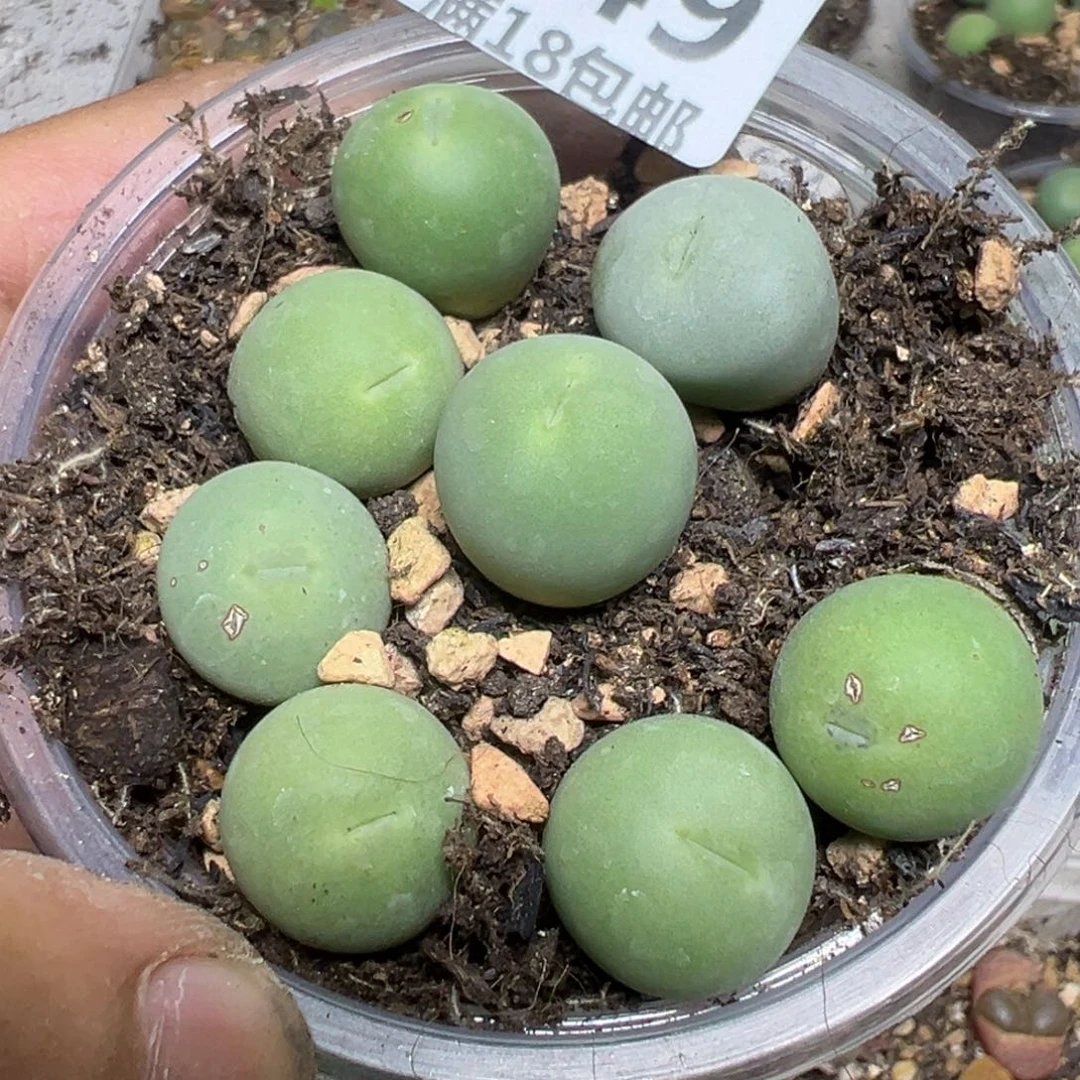 【闪购商品】 649。