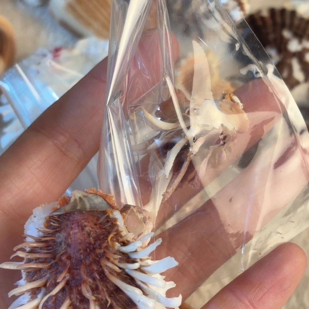 梅***子天然海螺标本福利