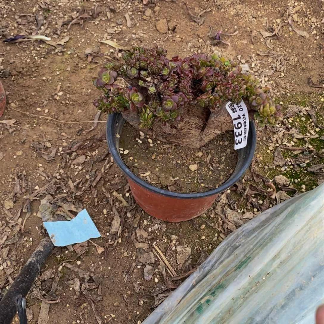 1933 号一物一拍多肉植物
