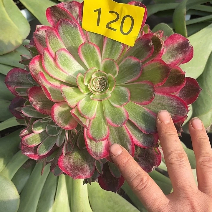 多肉植物荔枝变异128