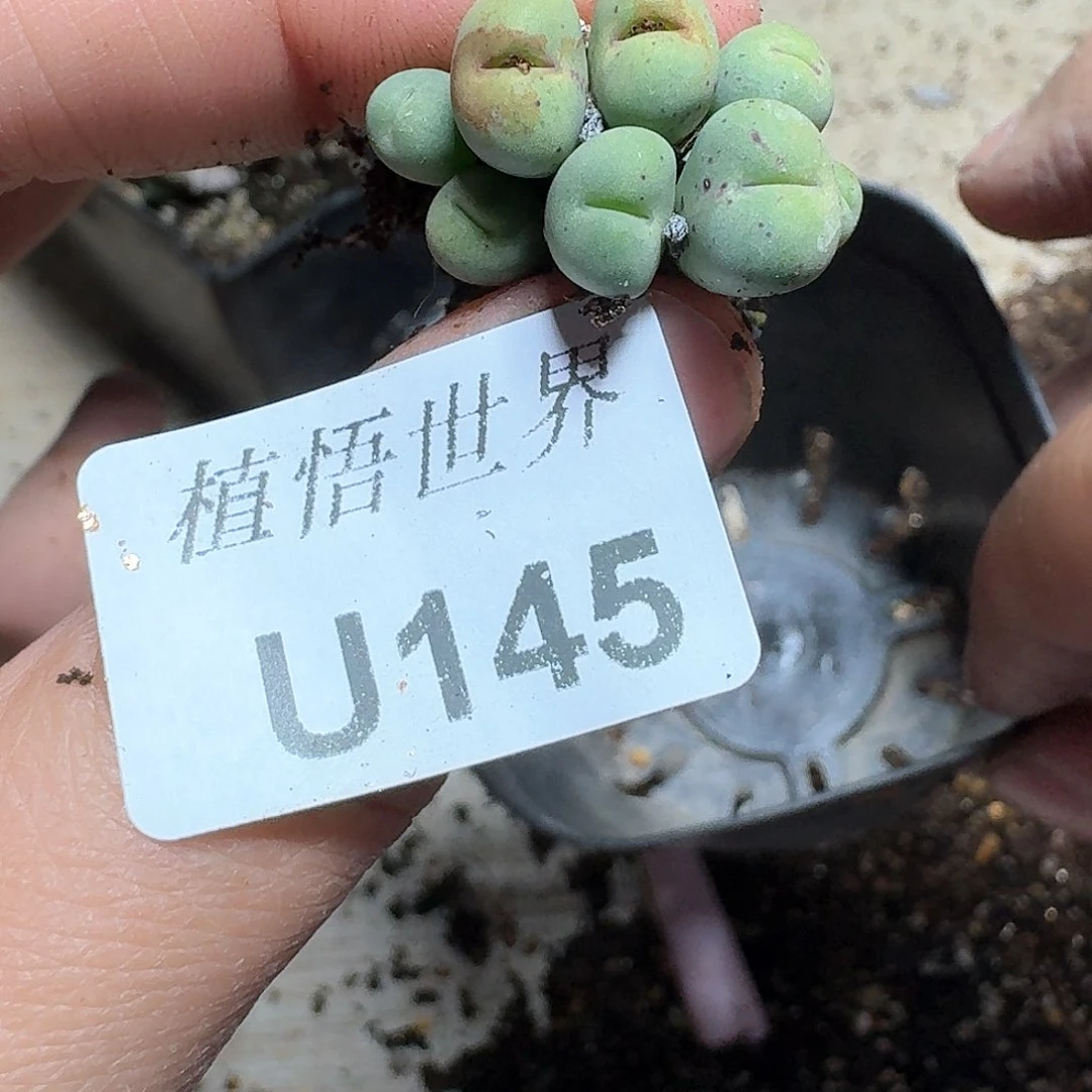 145号多肉植物哇cv