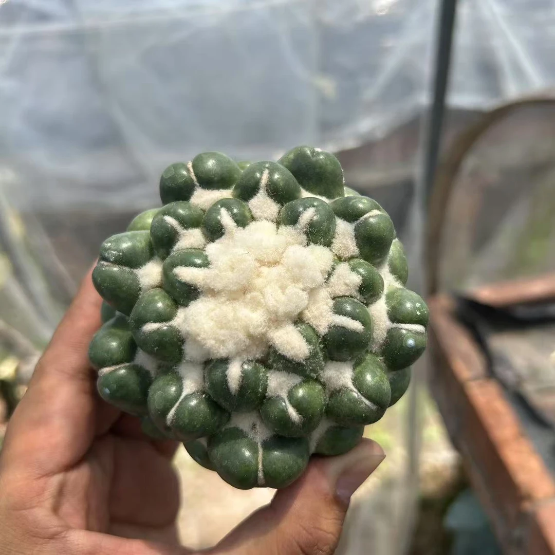 无根无刺象牙冠幅5-8cm  仙人球夏型种绿植盆栽桌面阳台办公室
