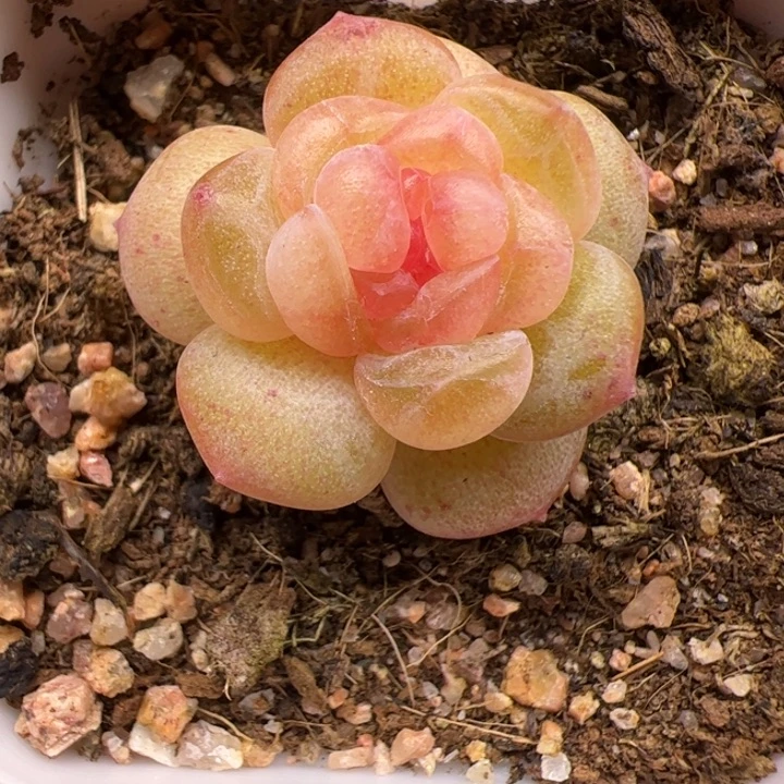 玉瓶一物一拍精品糖心，尺寸不大介意勿拍