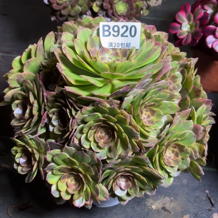 瑞妈一物一拍920