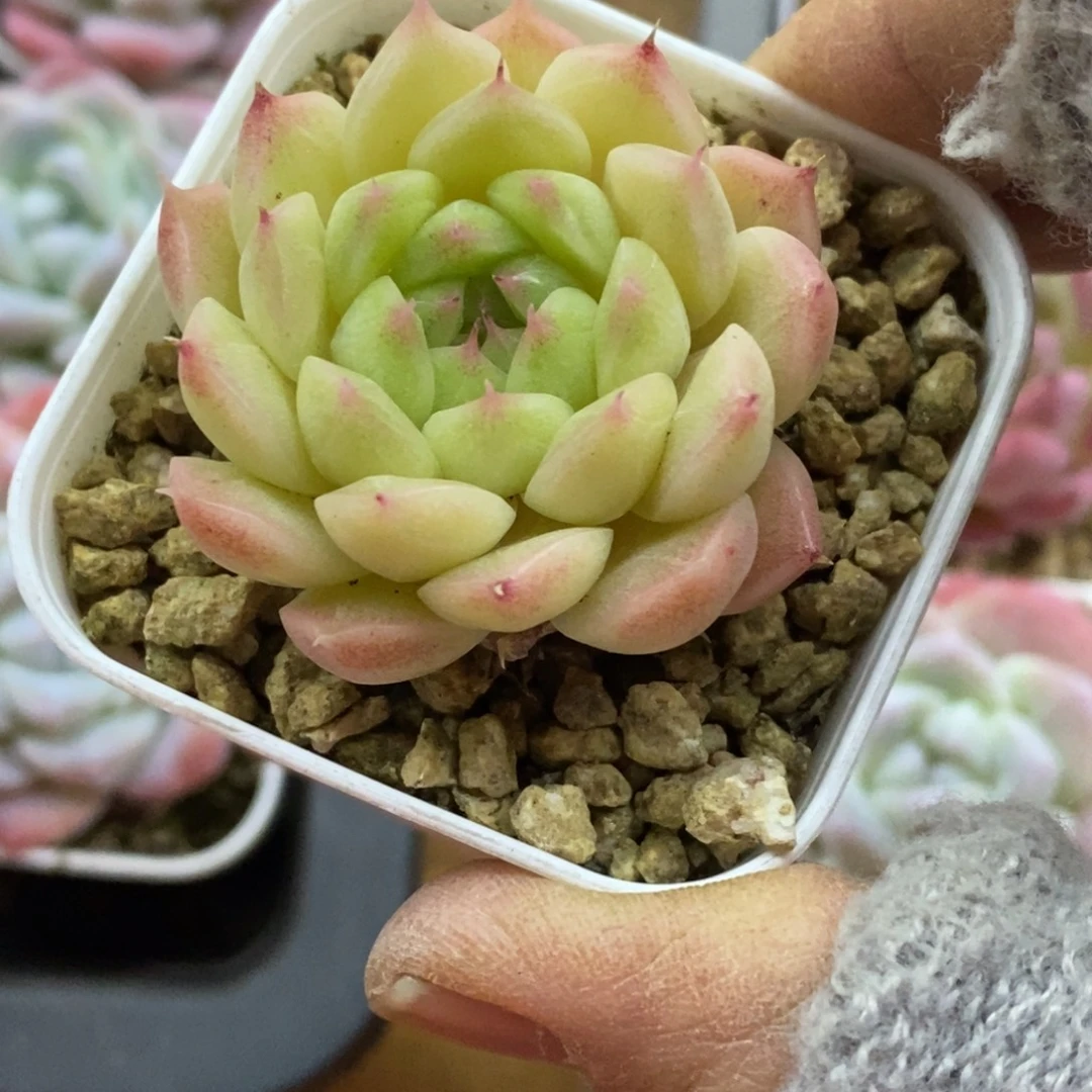 精品多肉一物一拍不包整302