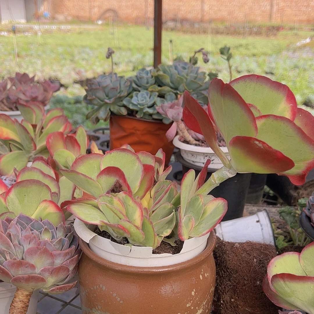 唐印锦群 多头多群生