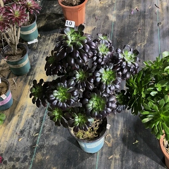 圆叶法师法师10000