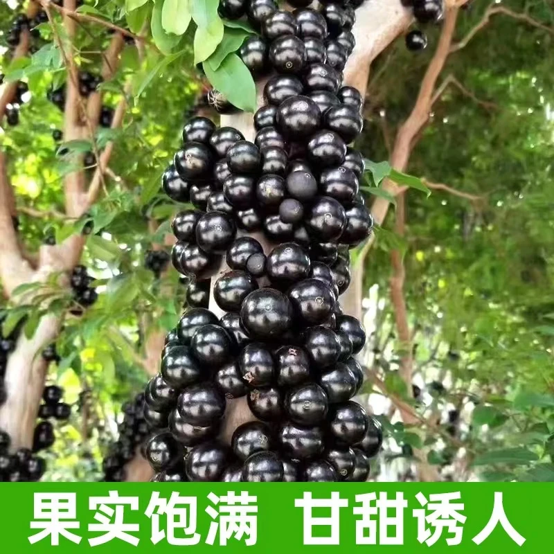嘉宝果树新品台湾树葡萄红妃四季嘉宝果苗带花果阳台庭院盆栽树苗