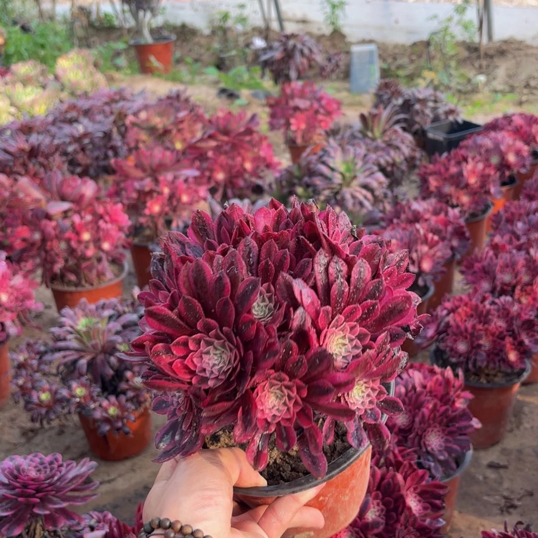 黑铜白绣球9.9多肉植物